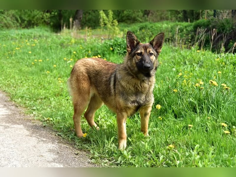 Lexi S270 ist kontaktfreudig und verspielt