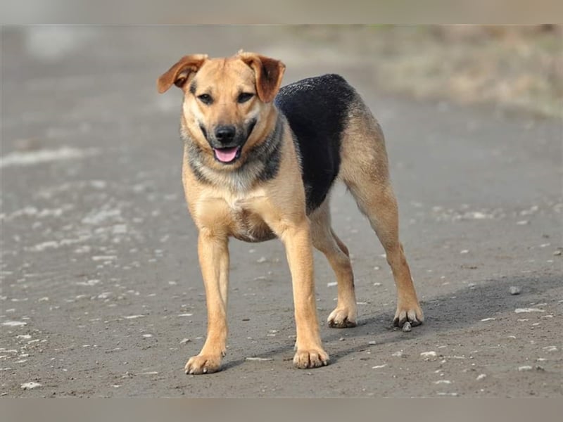 Nala S181 ist mit jedem sofort befreundet