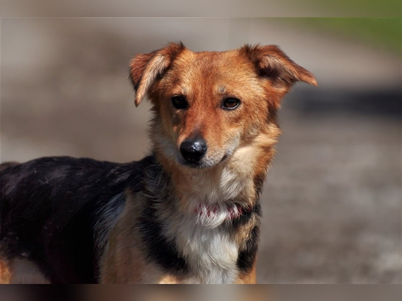 Margaretka liebt menschliche Zuwendung