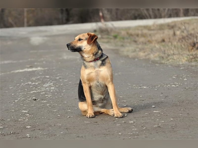 Nala S181 ist mit jedem sofort befreundet