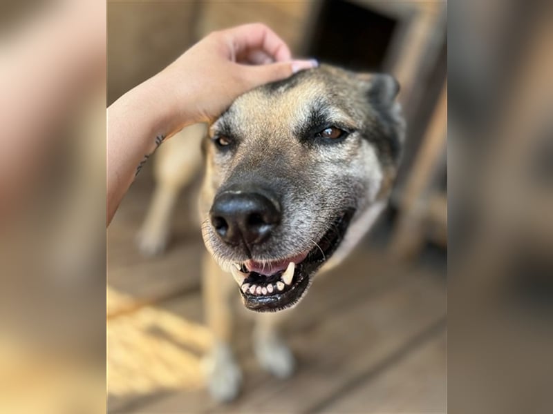 Mandy ist eine gelassene, friedvolle Maus