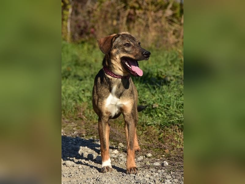 Ivy ist gelehrig und einfühlsam
