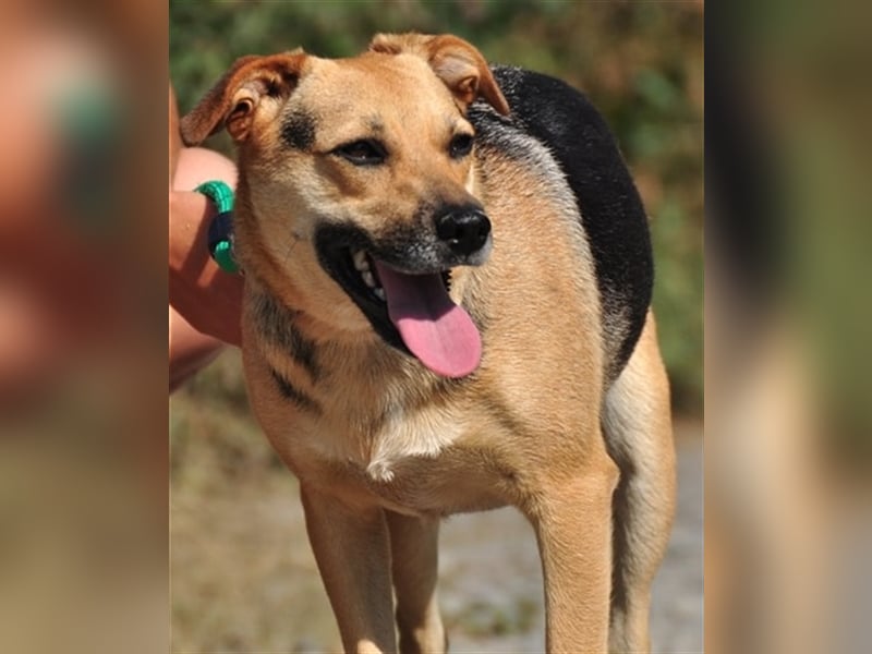 Nala S181 ist mit jedem sofort befreundet