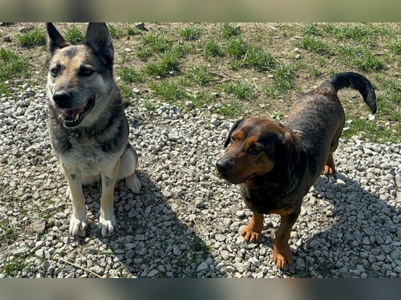 Mandy ist eine gelassene, friedvolle Maus
