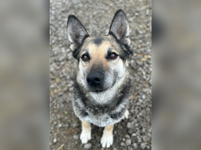 Mandy ist eine gelassene, friedvolle Maus