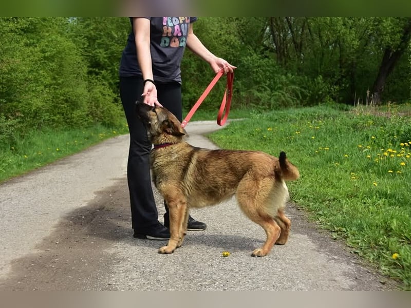Lexi S270 ist kontaktfreudig und verspielt