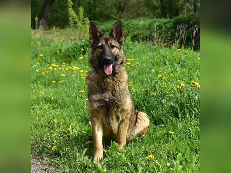 Lexi S270 ist kontaktfreudig und verspielt
