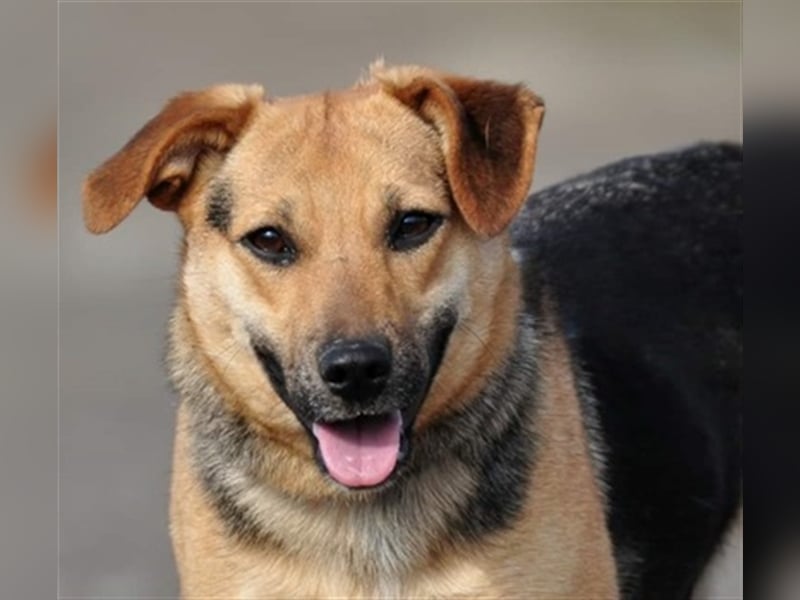 Nala S181 ist mit jedem sofort befreundet