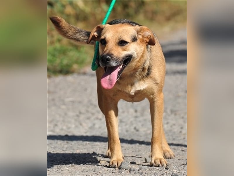 Nala S181 ist mit jedem sofort befreundet