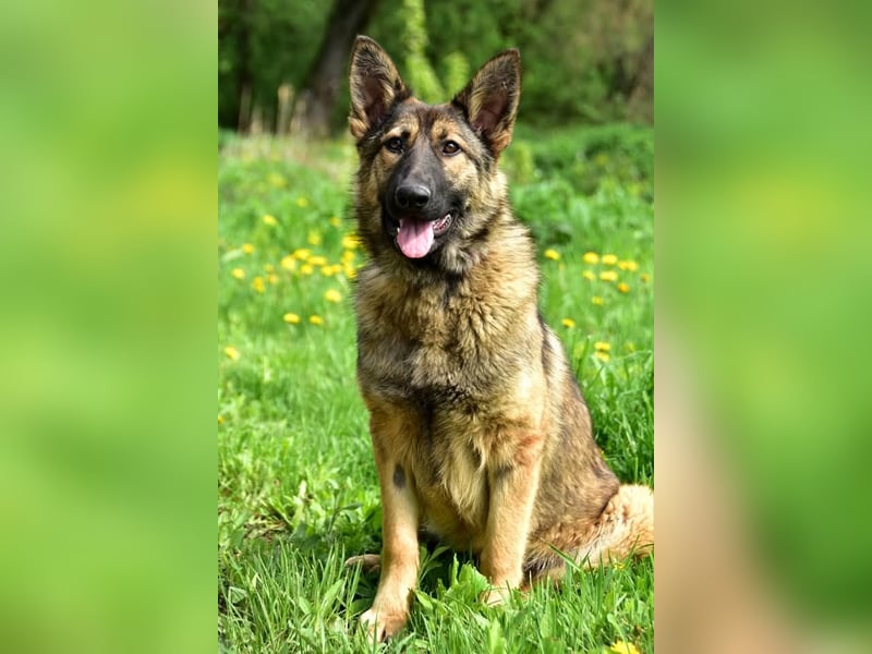 Lexi S270 ist kontaktfreudig und verspielt