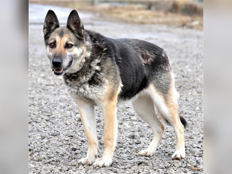 Mandy ist eine gelassene, friedvolle Maus