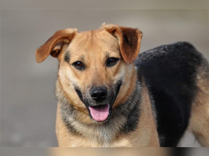 Nala S181 ist mit jedem sofort befreundet