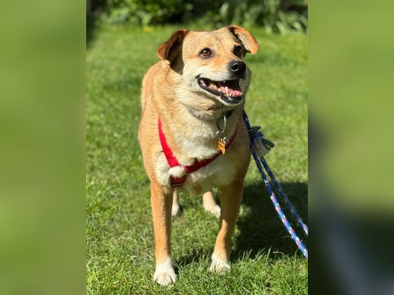 ♥ADELE♥ auf Pflegestelle bei Köln - süße kleine, ganz liebe Hündin 41 cm