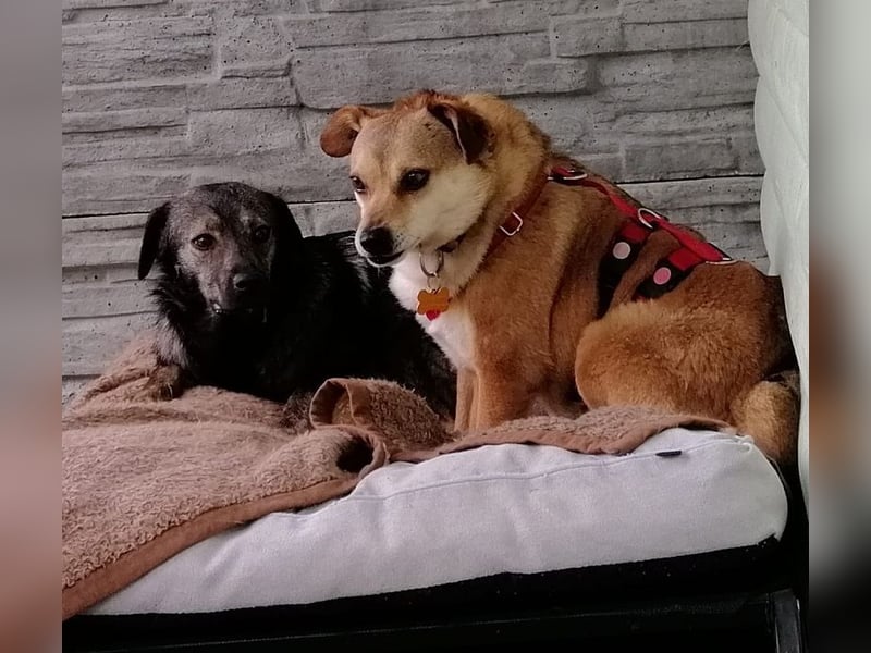 ♥ADELE♥ auf Pflegestelle bei Köln - süße kleine, ganz liebe Hündin 41 cm