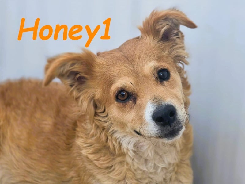 Honey1 03/2022 (ESP) - ruhige und sehr liebevolle, zuckersüße Hündin!