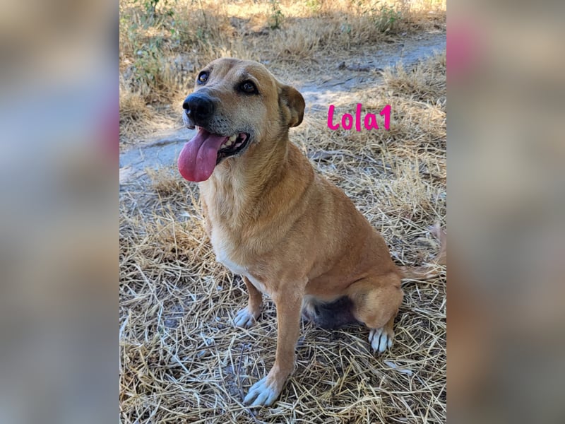 Lola1 06/2016 (ESP) - genügsame, verschmuste und nette Hündin!