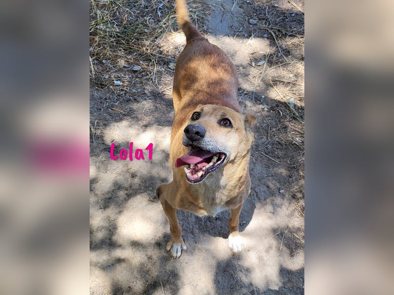 Lola1 06/2016 (ESP) - genügsame, verschmuste und nette Hündin!