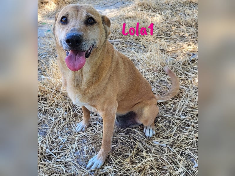 Lola1 06/2016 (ESP) - genügsame, verschmuste und nette Hündin!