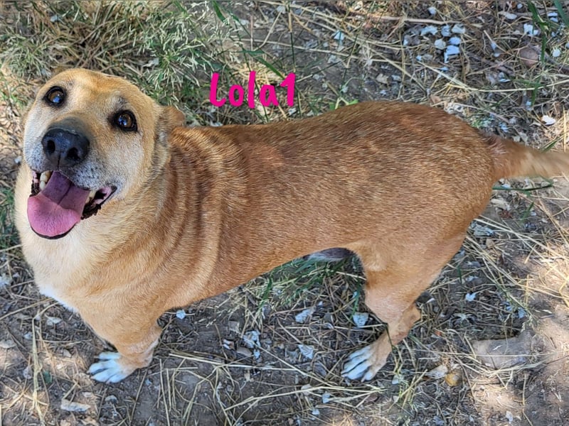 Lola1 06/2016 (ESP) - genügsame, verschmuste und nette Hündin!