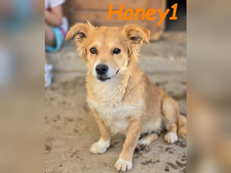 Honey1 03/2022 (ESP) - ruhige und sehr liebevolle, zuckersüße Hündin!