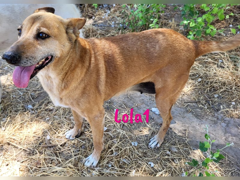 Lola1 06/2016 (ESP) - genügsame, verschmuste und nette Hündin!