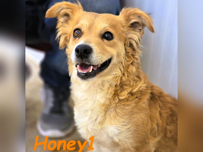 Honey1 03/2022 (ESP) - ruhige und sehr liebevolle, zuckersüße Hündin!