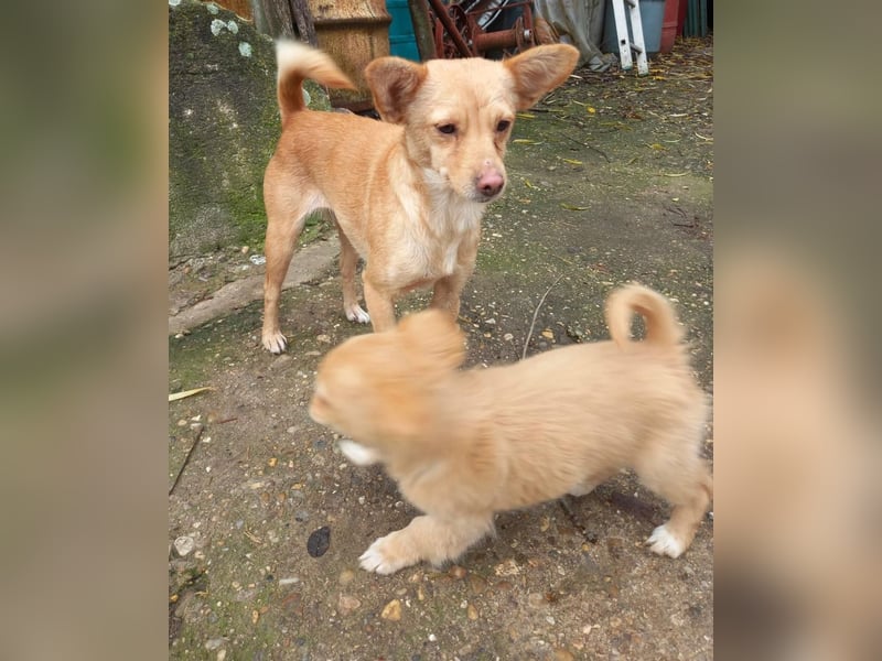 Die zierliche Mascha sucht ein liebevolles Zuhause