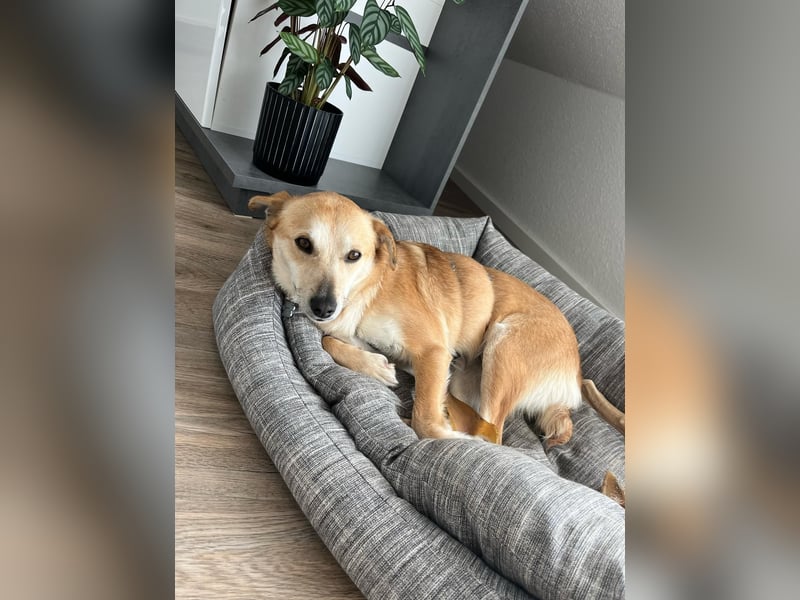 Zuhause für Vierka gesucht