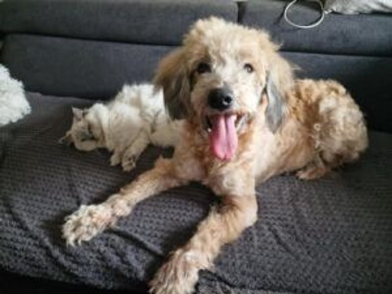 Luca: Ich suche ein neues Zuhause, wer möchte mich?