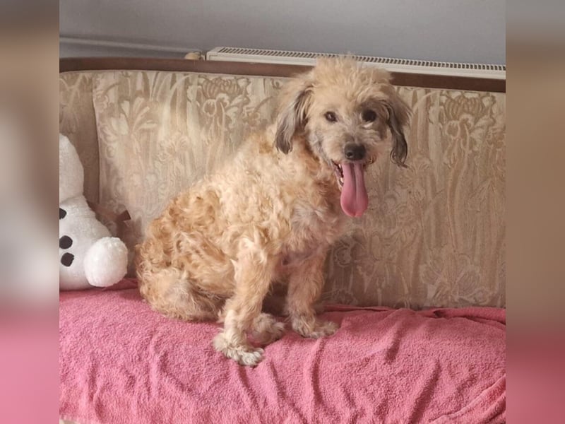 Luca: Ich suche ein neues Zuhause, wer möchte mich?