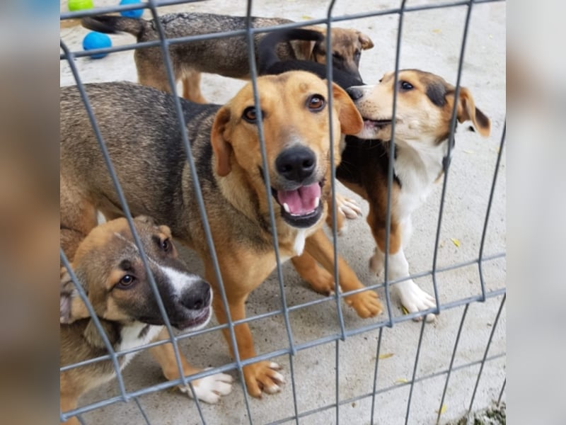 Freya, eine zarte Seele sucht ihr Zuhaue