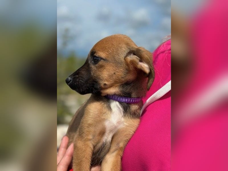 Nala