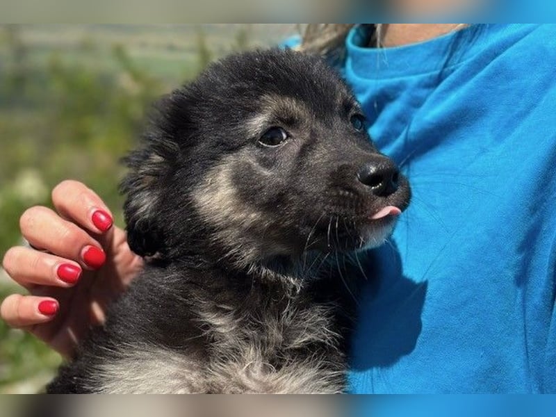 Lolly & Blue – Schwester und Bruder suchen ihr Glück