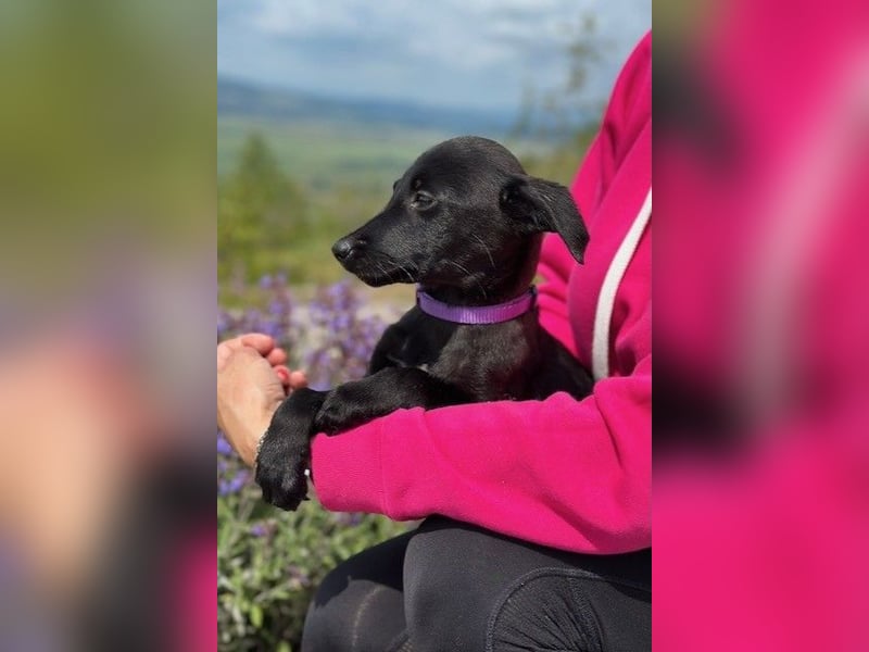 Trudi
