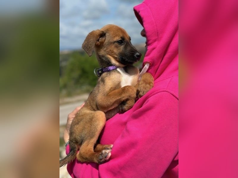 Nala