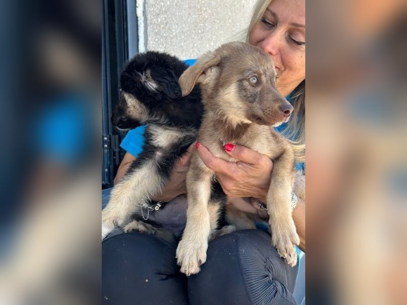 Lolly & Blue – Schwester und Bruder suchen ihr Glück