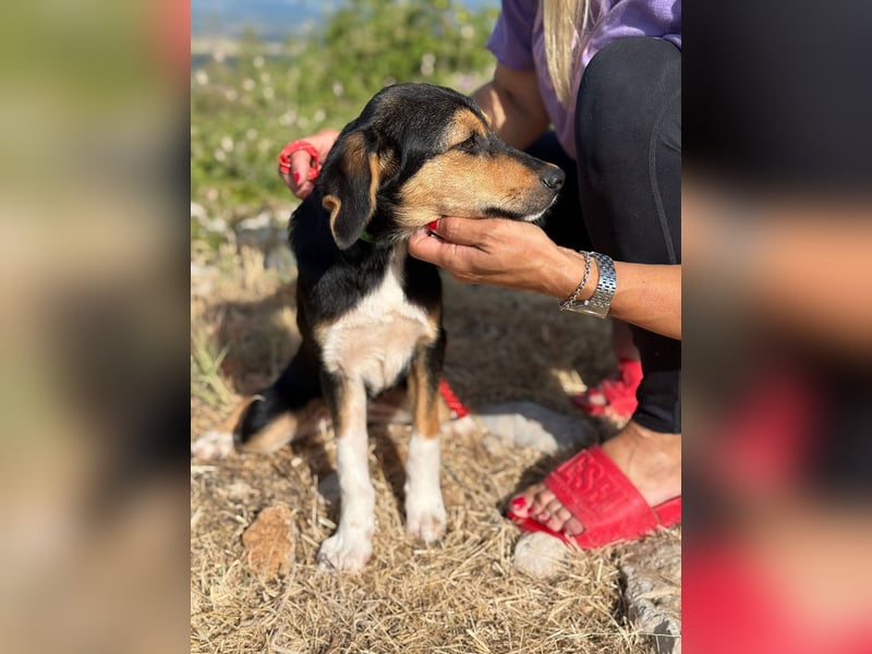 Rosina - zauberhaftes Hundemädchen sucht ihre Familie
