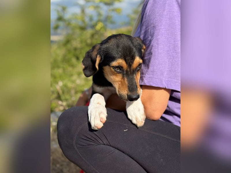 Rosina - zauberhaftes Hundemädchen sucht ihre Familie