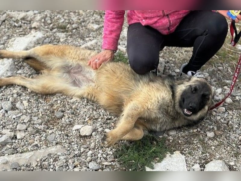 Bridget sucht das Glück