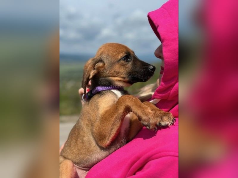 Nala