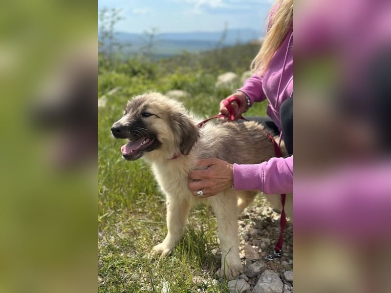 Liesa sucht ihr großes Glück