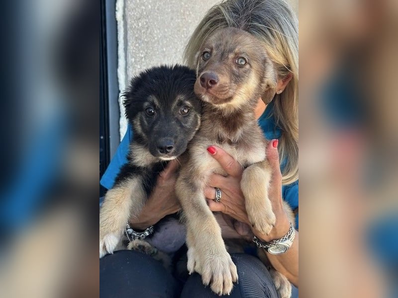 Lolly & Blue – Schwester und Bruder suchen ihr Glück