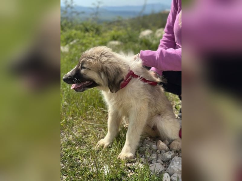Liesa sucht ihr großes Glück