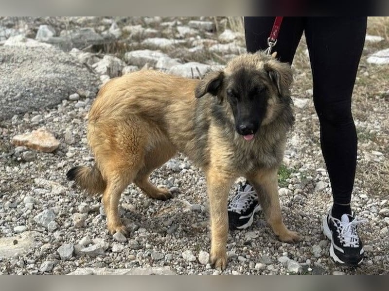 Bridget sucht das Glück