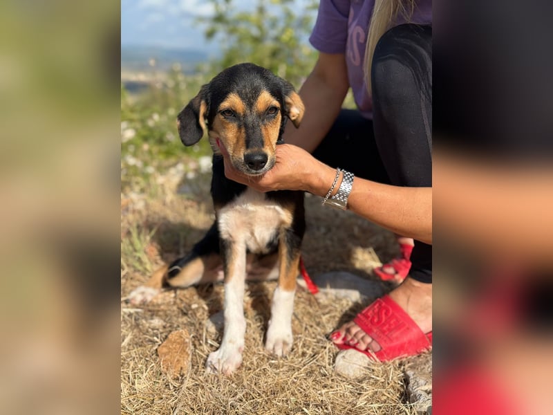 Rosina - zauberhaftes Hundemädchen sucht ihre Familie