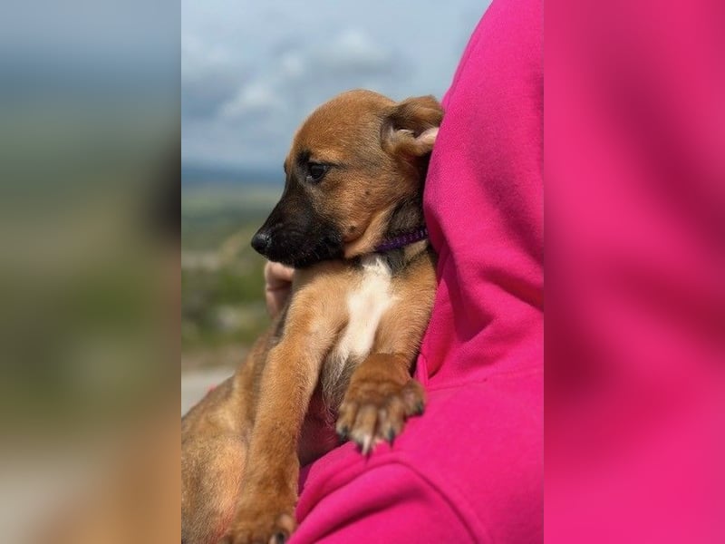Nala