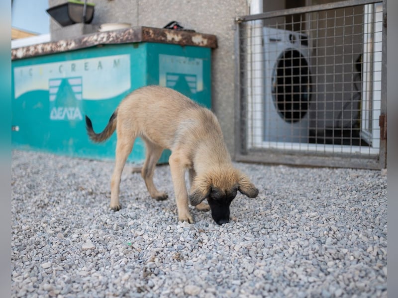 Bridget sucht das Glück