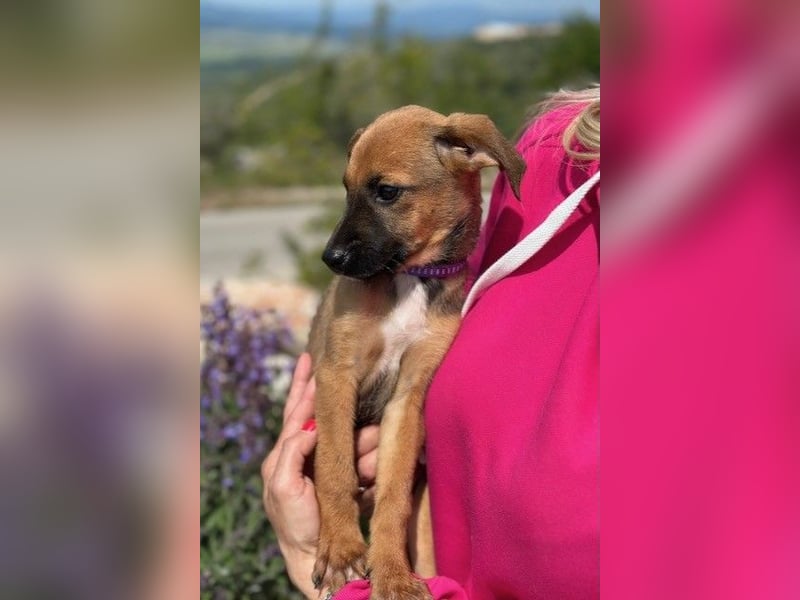 Nala