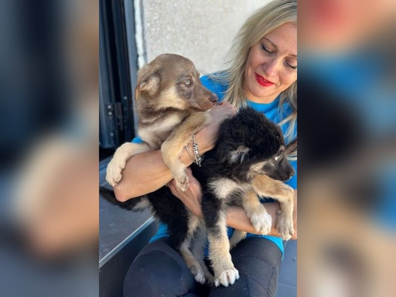 Lolly & Blue – Schwester und Bruder suchen ihr Glück