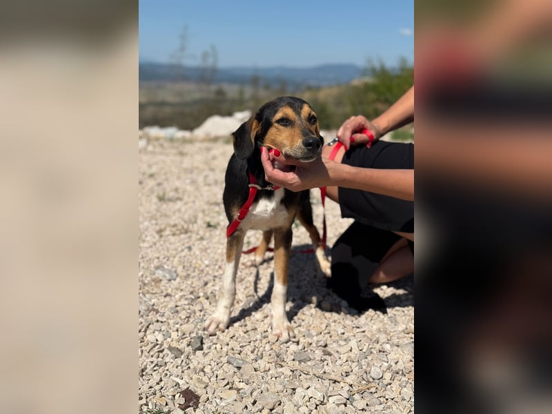 Rosina - zauberhaftes Hundemädchen sucht ihre Familie